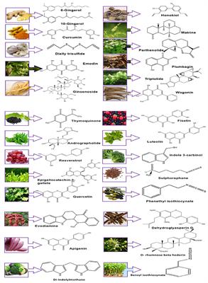 Phytochemicals and PI3K Inhibitors in Cancer—An Insight